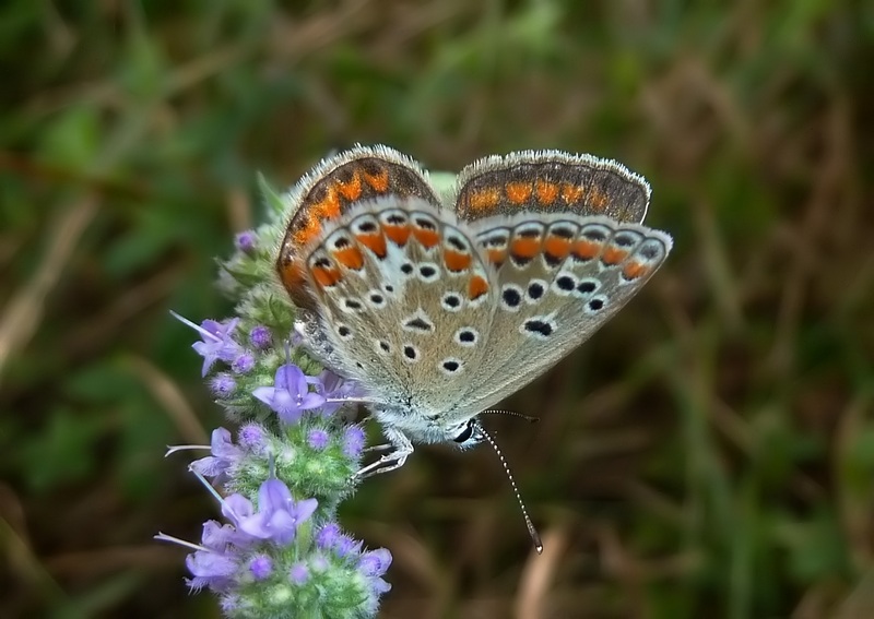 confermiamo Polyommatus thersites?